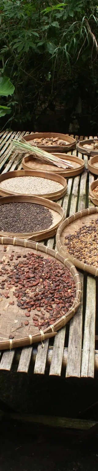 Über den Kopi-Luwak-Kaffee lernen